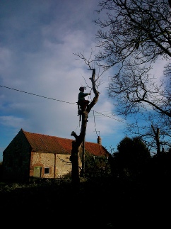 Sycamore Climbing Sectional Felling Dismantle Old Hunstanton