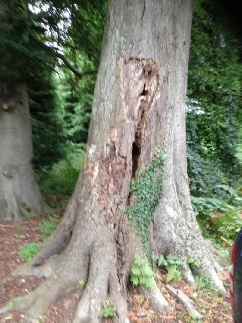 Beech Tree with large Cavite Infected with Honey Fungus Crane Garden Buildings Narborough