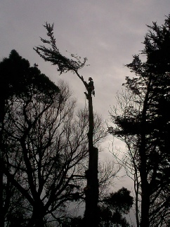 Sectional Felling Dismantle Spruce Holme Next the Sea