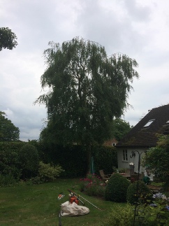 Silver Birch Tree Reduction Taverham