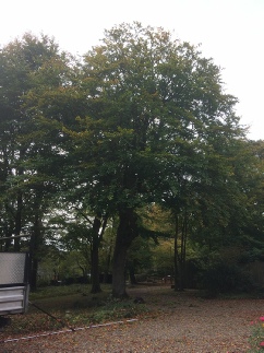 Beech Tree Crown Reduction After Taverham