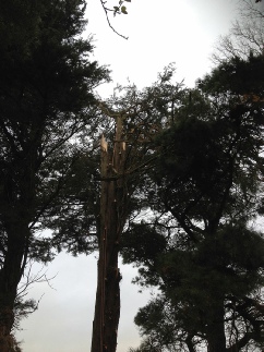 Storn Damage Spruce Before Holme Next the Sea