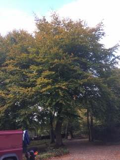 Beech Tree Crown Reduction Before Taverham