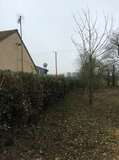 Hedge Reduction Thursford