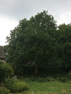 Oak Tree Reduction Taverham