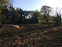 Tree Site Clearance Taverham