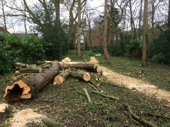 Felling High Risk Trees due to Large Cavities & other structural Weak points at Base. Utilising Woodchip to Form Pathway through Woodland Garden Taverham