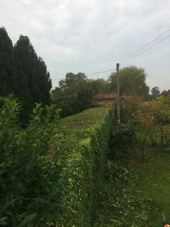 Annual Maintenance Hedge Trimming and Topiary Dereham