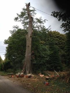 Beech Tree Sectional Felling Dismantle to Pollard