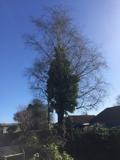 Silver Birch Tree Prior to Reduction and Ivy Removal Tatterford