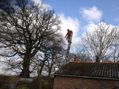 Birch Tree Sectional Felling Dismantle