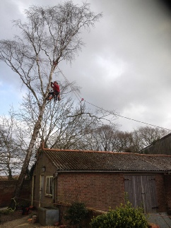 Birch Tree Sectional Dismantle Rigging Speed Line Over Building