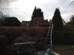 Beech Hedge Reduction to Approximately 8 Feet Holt