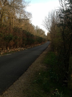 Height Reductions to Tree Line along Access Road to Crane Garden Buildings Show & Factory Site Second Section Completed